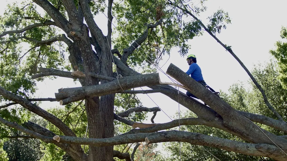 Professional Hazardous Tree Removal performed by certified arborists in Davis