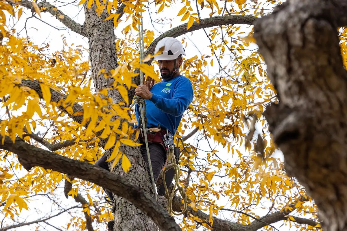 Skilled Tree Planing crew working in Davis